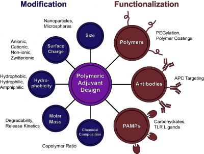 Polymeric Adjuvant Design