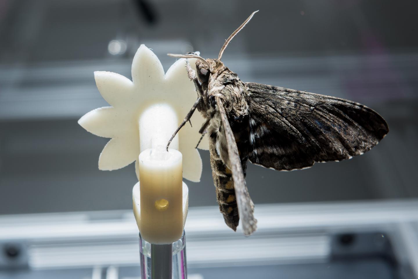 Hawkmoth Clings to a Robotic Flower