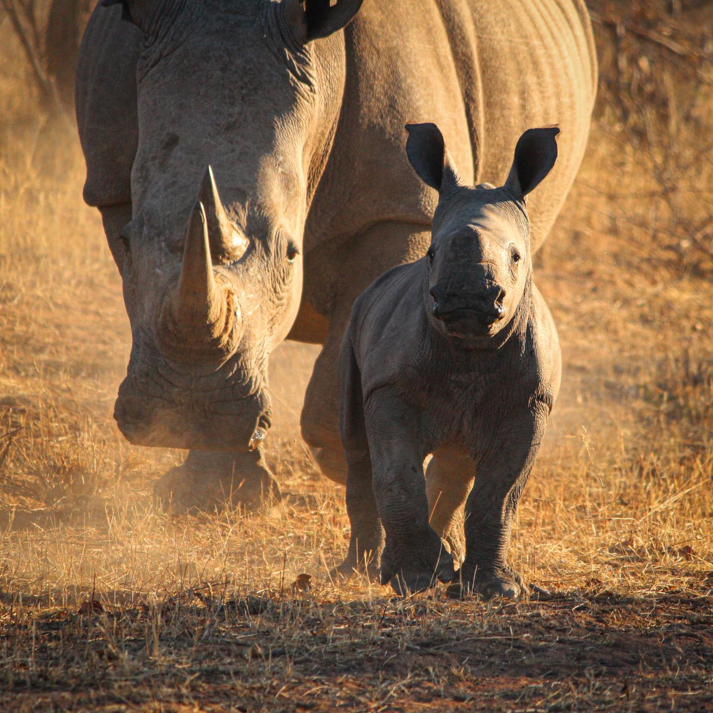 Animals of the Examined Population