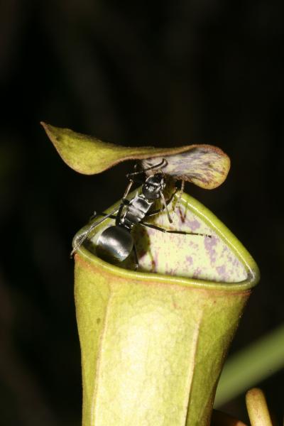 Pitcher Plant with Ant