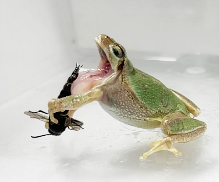 A tree frog (Dryophytes japonica) spitting out a male wasp (Anterhynchium gibbifrons) after being stung (by pseudo-stings)
