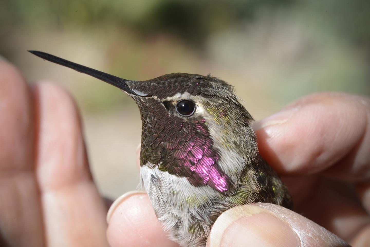 Male Anna's Hummingbird