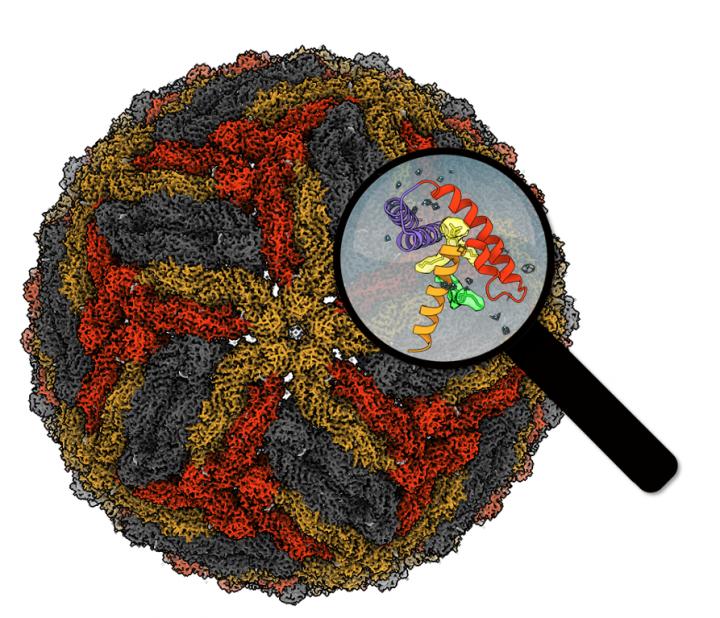 A benign mosquito flavivirus isolated in the Australian Binjari region.