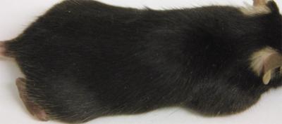 Normal Black Hair Mouse