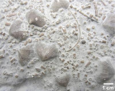 Marine Fossils from the Late Ordovician