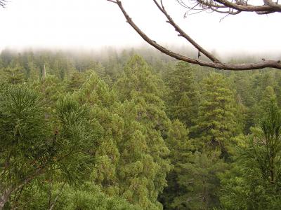 Redwood Canopy