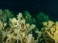 Glass Sponge Reef in British Columbia