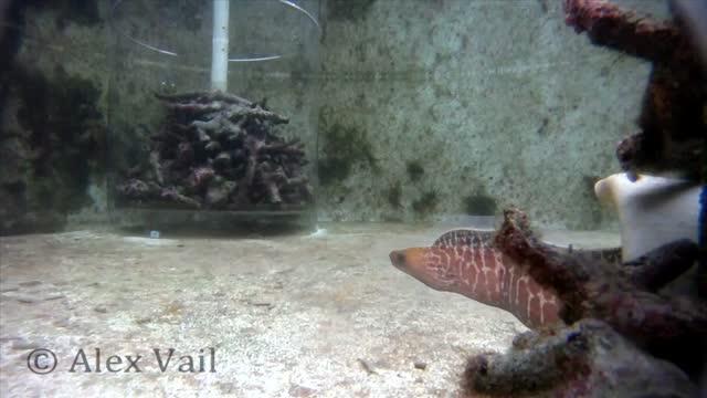 Coral Trout Are Choosey about Moray Collaborators (Video)