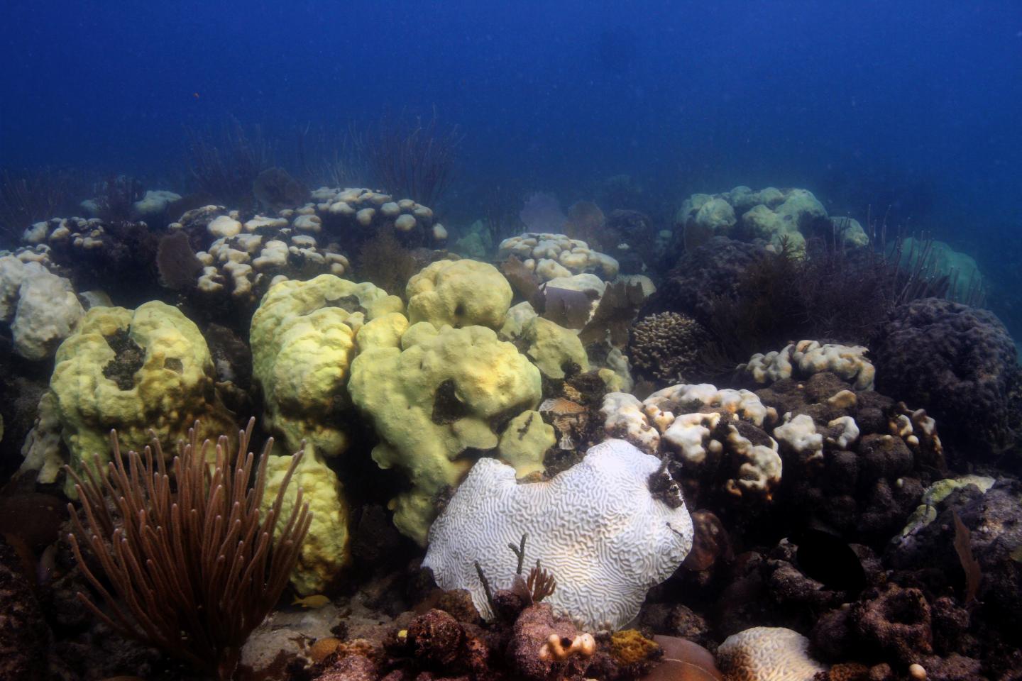 Coral Bleaching off Florida Keys