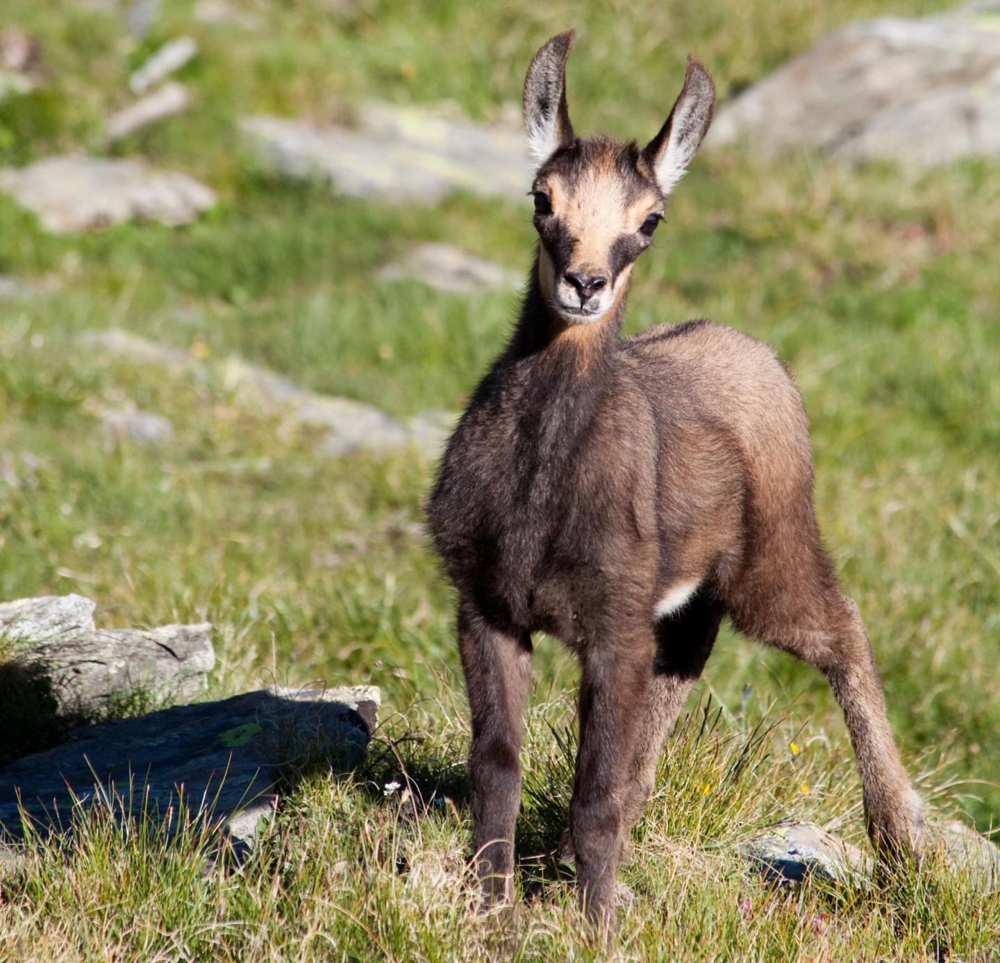 Juvenile Alpine Chamois in the Italian Alps