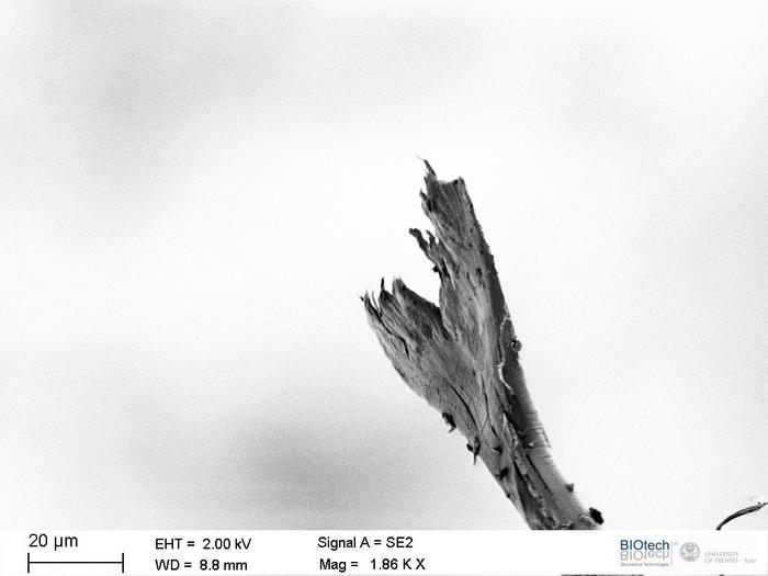 Image of a Kevlar® fiber cut by the spider by scanning electron microscope