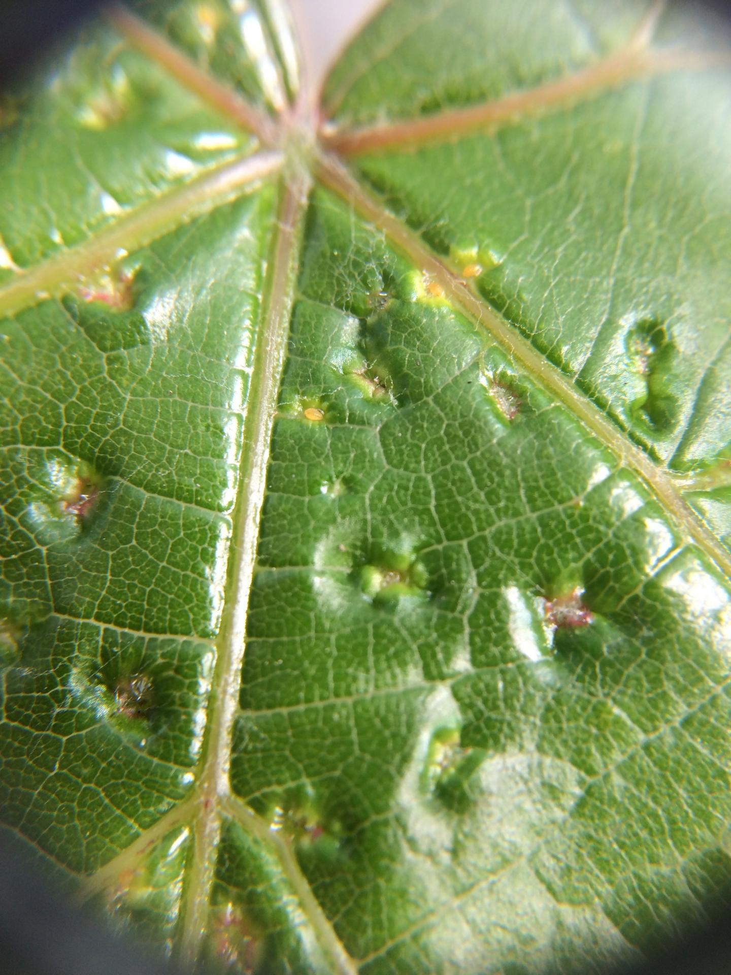 Leaf Galls