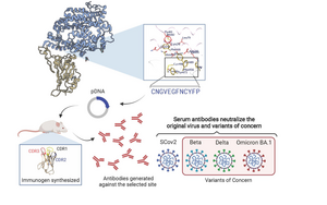 Plasmid vaccine graphic, University of California San Diego