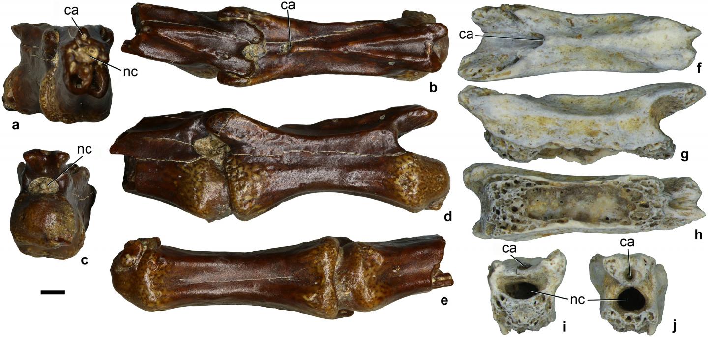 Alvarezsaurid Dinosaur from the Late Cretaceous Found in Uzbekistan