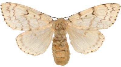 Female European Gypsy Moth