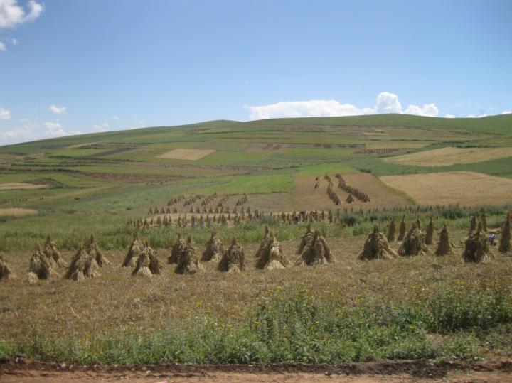 Modern-Day Barley Harvest