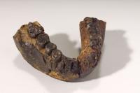 Fossil Tooth Enamel of Homo rudolfensis has Been Analyzed to Reconstruct its Diet