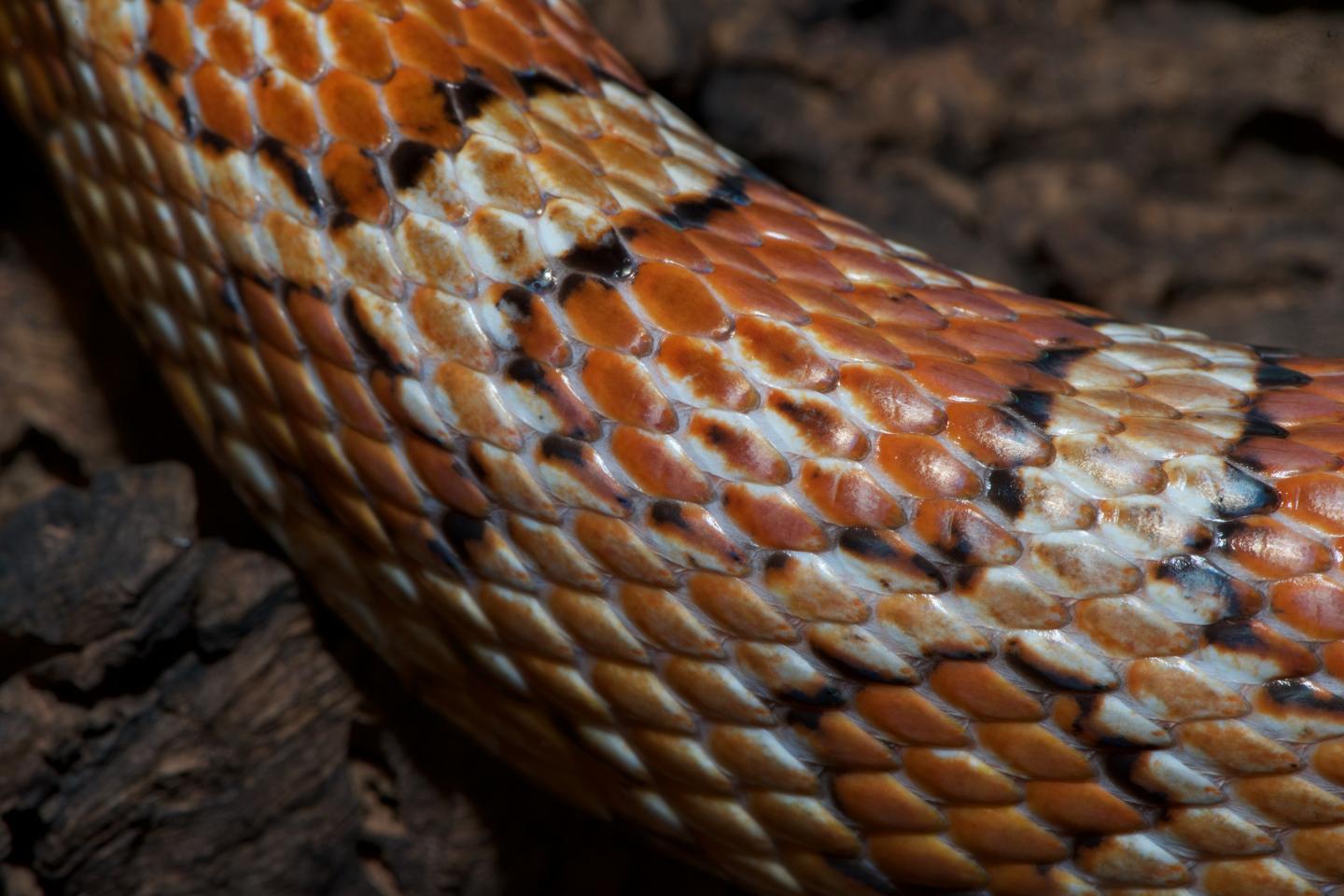 Reptile Scales, Bird Feathers, Mammal Hairs E