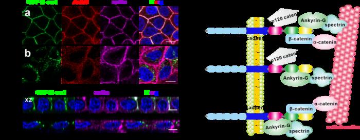 Dynamic interactions between E-cadherin and Ankyrin-G mediate epithelial cell polarity maintenance