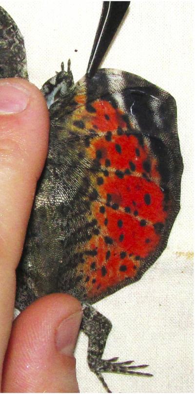 <I>Draco</I> Gliding Membranes (2 of 2)