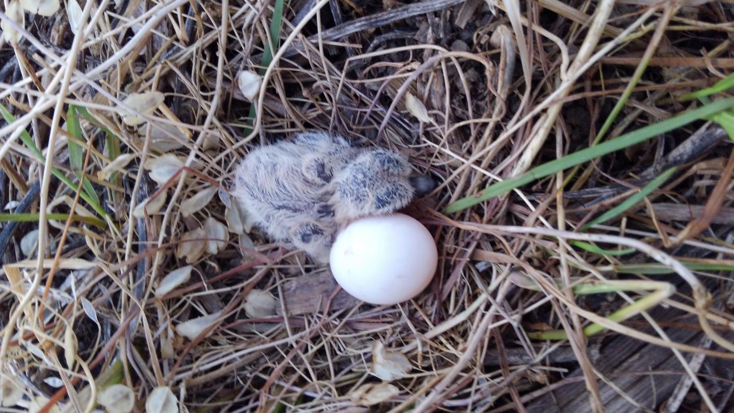 Mourning Dove Nestling on Soybean Stubble Field