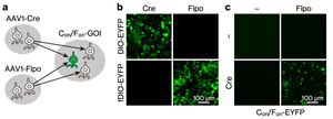 Outline of the intersectional, anterograde transsynaptic targeting system