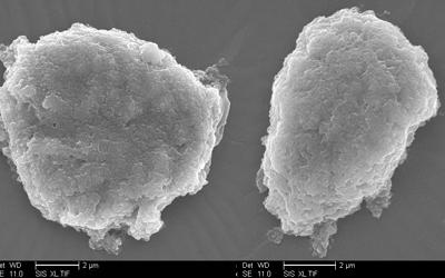 Individual Neuronal Nuclei