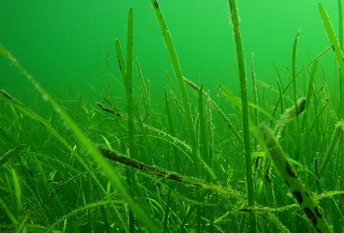 Infected Eelgrass