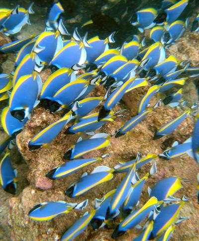 Powder Blue Tangs