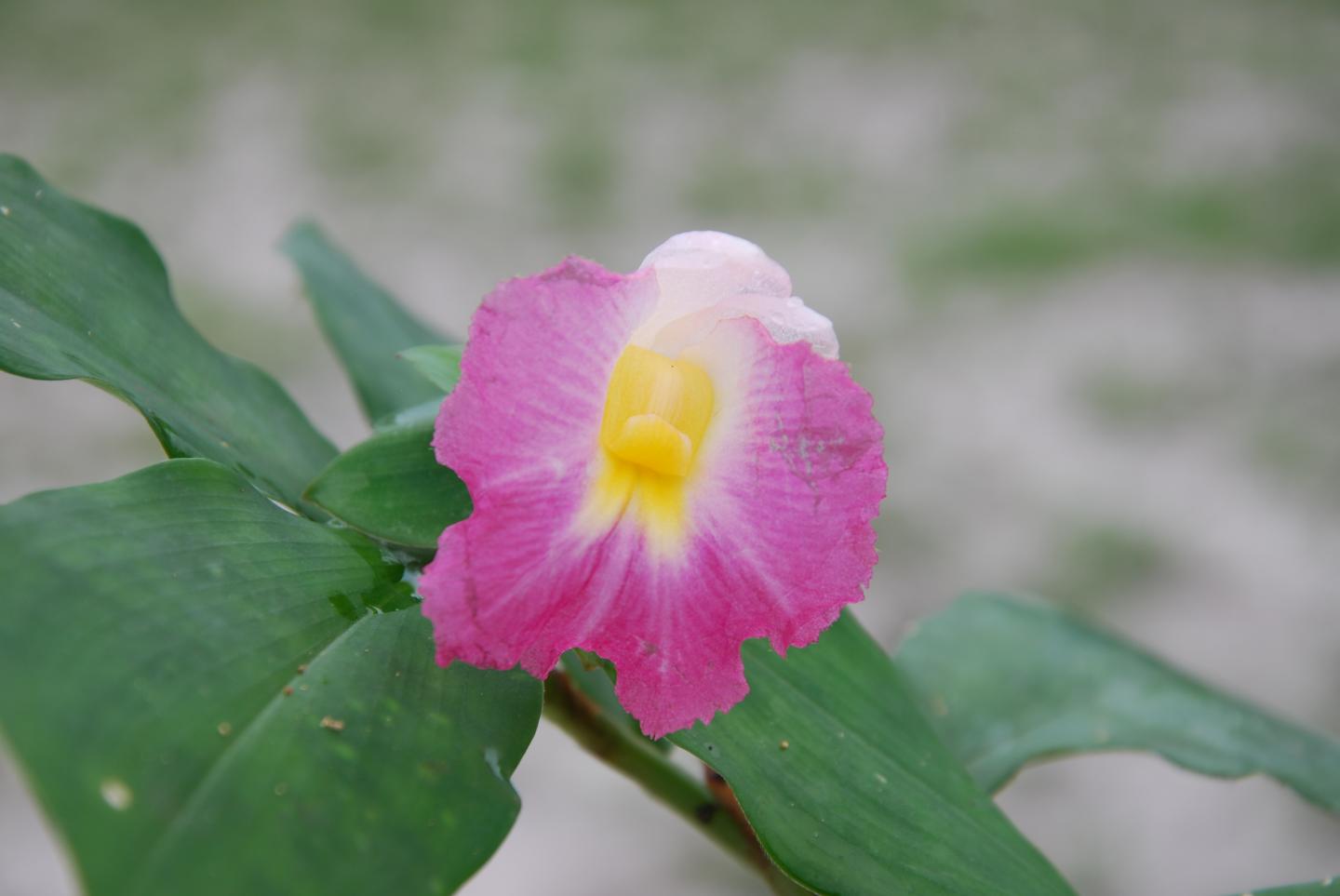 A 'Green Star' plant species from the African rainforest