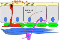 How Pulmonary Endocrine Cells Trigger Responses