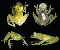The New Glassfrog Species in Life
