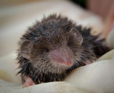 Greater White-Toothed Shrew