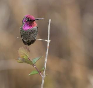 Anna's Hummingbird