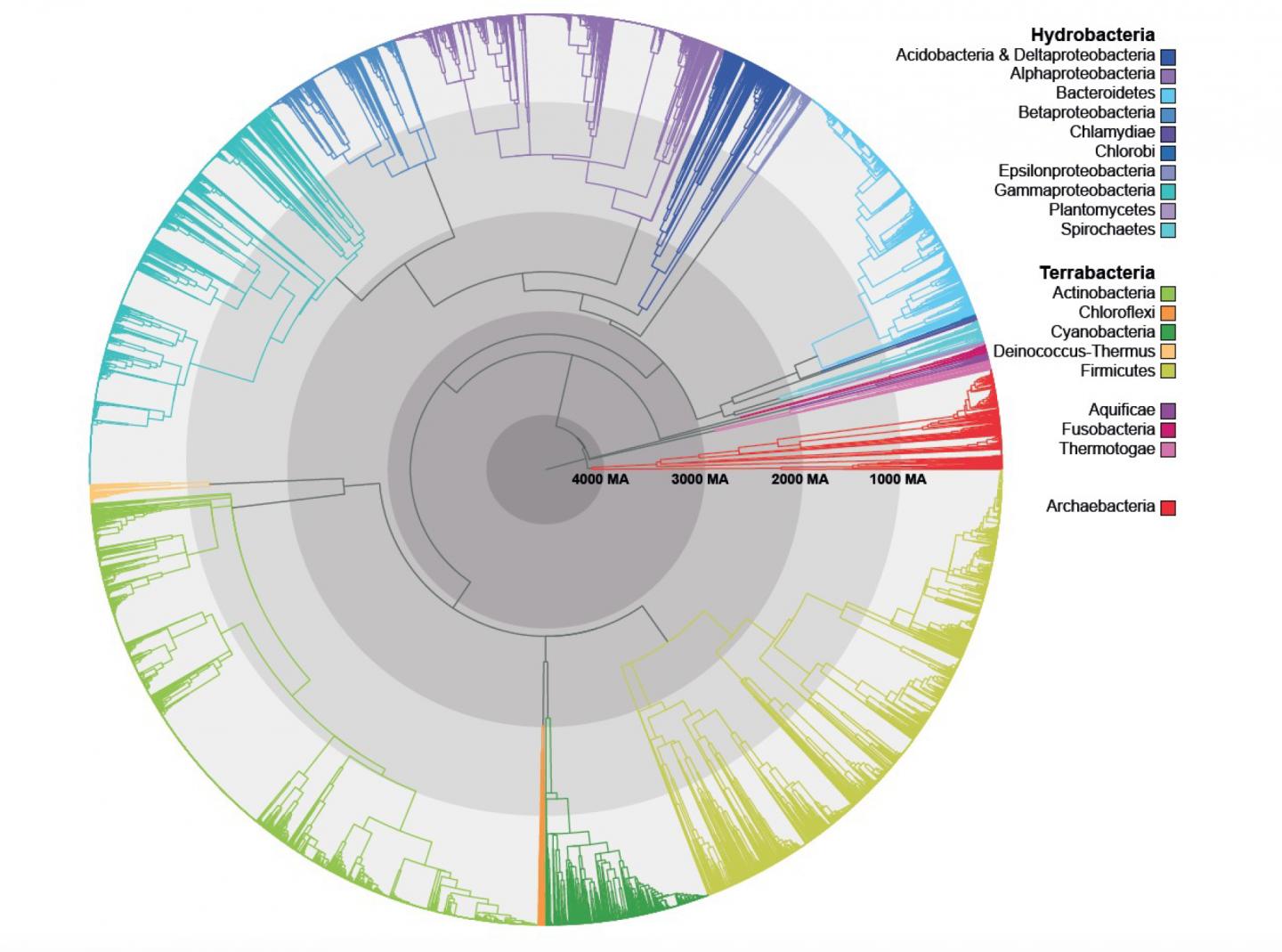 Most Comprehensive Tree of Prokaryotic Life