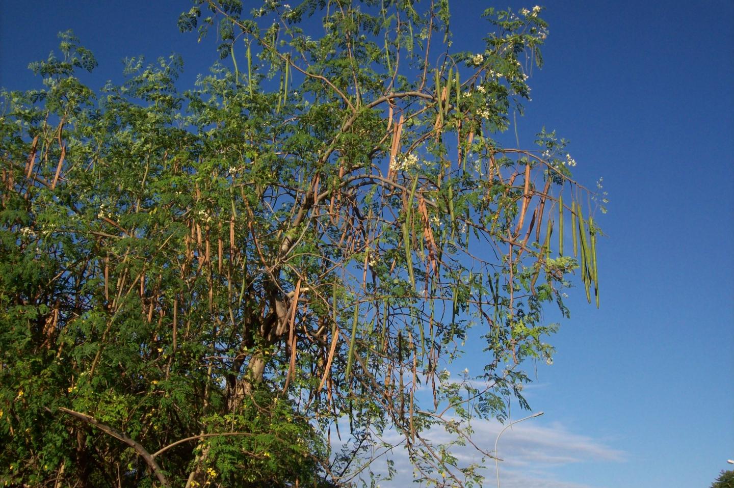 <i>Moringa oleifera</i>