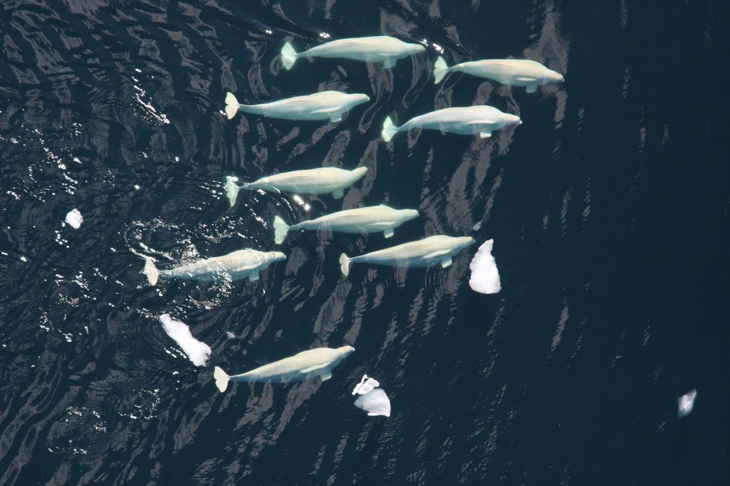 Belugas in Chukchi Sea