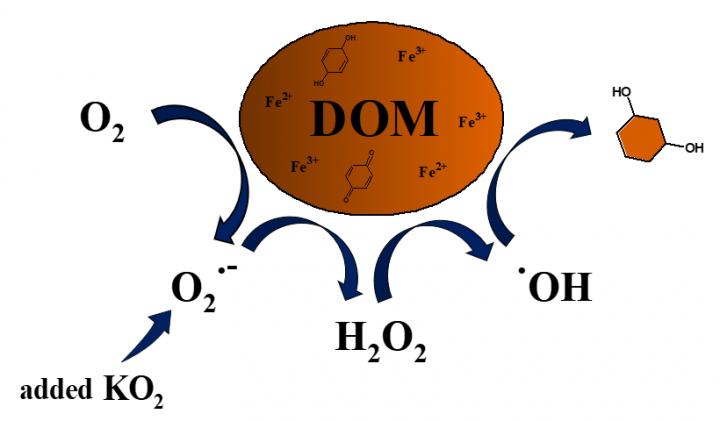 Superoxide