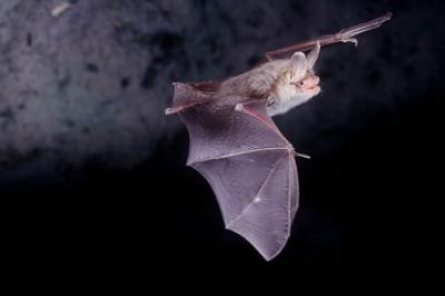Moth's Worst Enemy, the Bat