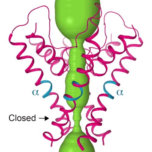 ANIMATION: TRPV6 Channel in Closed and Open States 2