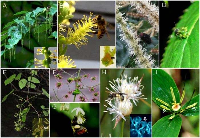 Resolving abiotic and biotic pollination modes
