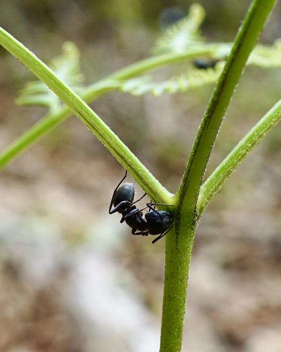 Ant feeding on fern nectaries