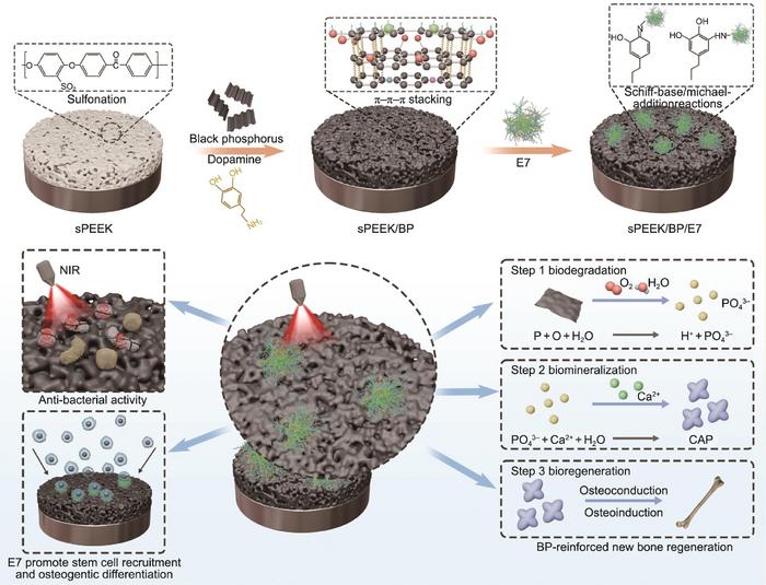 Scheme of the preparation of sPEEK/BP/E7 with effective osteogenicity and antibacterial activity.