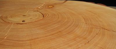 Douglas-fir Cross-section Shows Annual Tree Rings