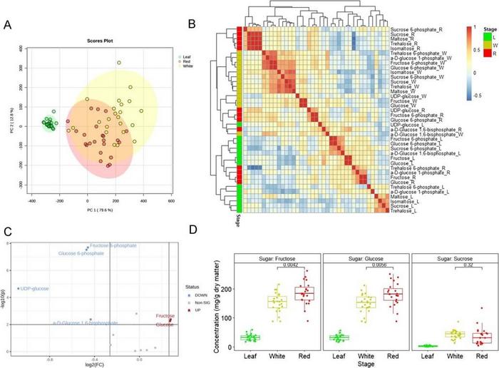 Sugar Metabolite Profiles in Strawberry Tissues.