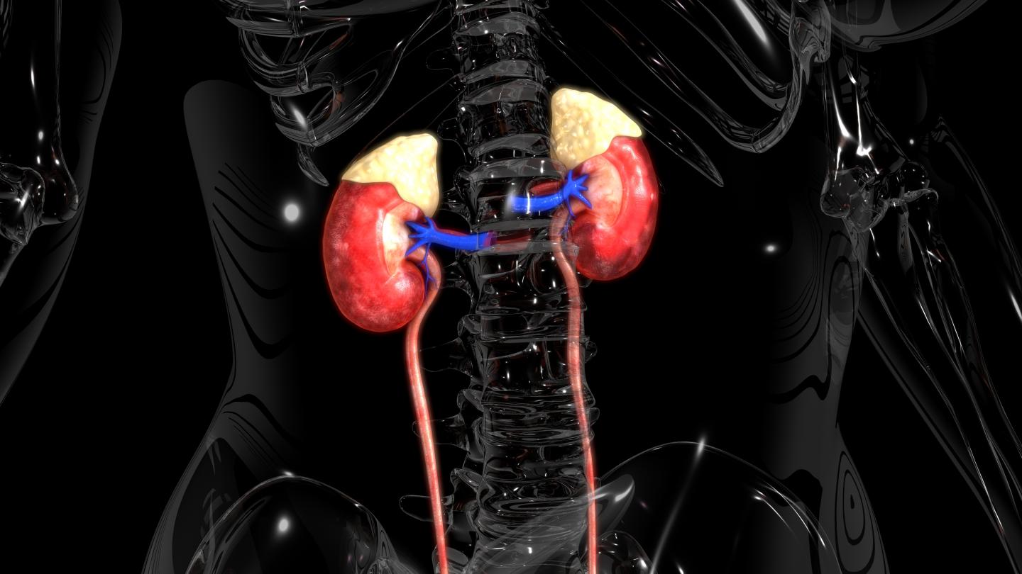 Kidney