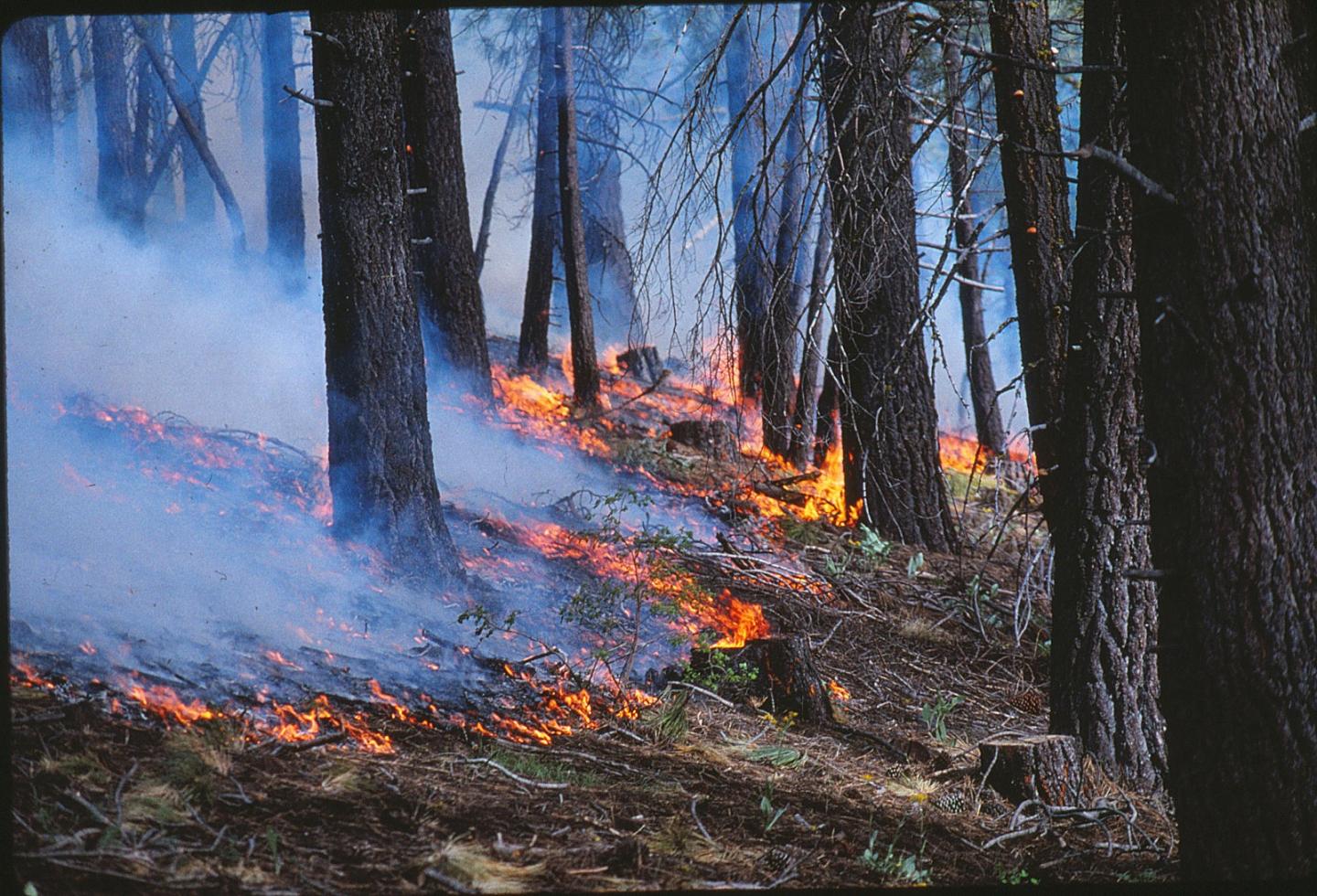 Forest Fire [IMAGE] EurekAlert! Science News Releases