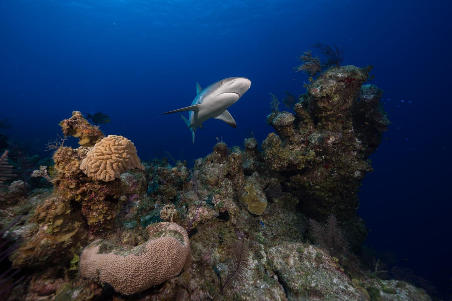 Caribbean Reef Shark (1 of 2)