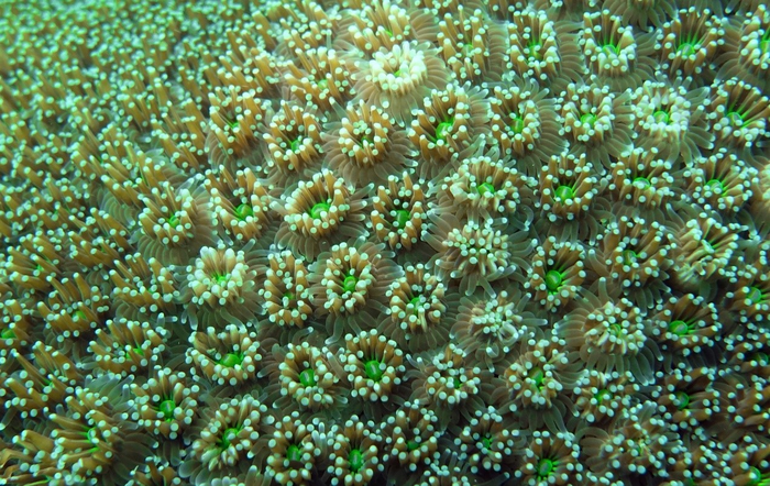 The large polyps of Galaxea fascicularis (also known as galaxy coral) resemble a starburst tipped in white