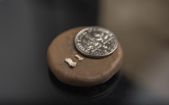 Tiny Primate Fossils Perspective